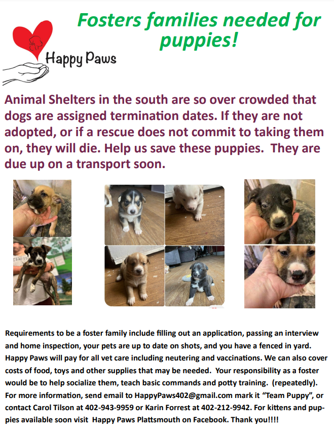 Happy Paws fosters